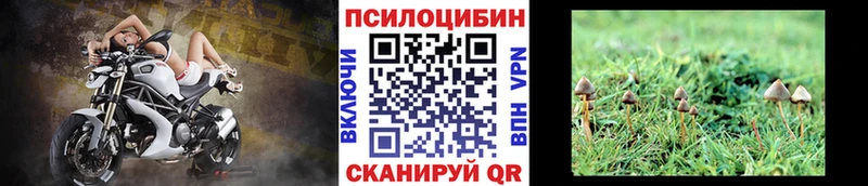 Галлюциногенные грибы Psilocybe  ОМГ ОМГ как войти  Чекалин 